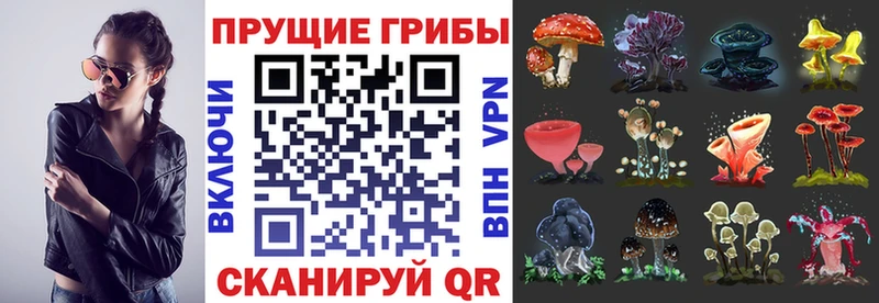 Купить Шумиха Псилоцибиновые грибы MAGIC MUSHROOMS